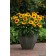 Photo Courtesy of Ball Horticultural Company
