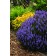 Photo Courtesy of Ball Horticultural Company