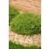 Photo Courtesy of Bailey Nurseries Inc.