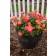 Photo Courtesy of Bailey Nurseries Inc.