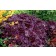 Photo Courtesy of TERRA NOVA® Nurseries, Inc.