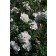 Photo Courtesy of Bailey Nurseries Inc.