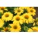 Photo Courtesy of Ball Horticultural Company