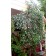 Photo Courtesy of Bailey Nurseries Inc.
