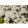 Photo Courtesy of Bailey Nurseries Inc.