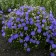 Photo Courtesy of Walter's Gardens
