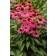 Photo Courtesy of Ball Horticultural Company