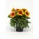 Photo Courtesy of Ball Horticultural Company