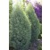 Photo Courtesy of Bailey Nurseries Inc.