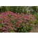 Photo Courtesy of Ball Horticultural Company