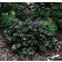 Photo Courtesy of Bailey Nurseries Inc.