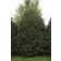 Photo Courtesy of Bailey Nurseries Inc.