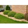 Photo Courtesy of Bailey Nurseries Inc.