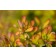 Photo Courtesy of Bailey Nurseries Inc.
