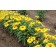 Photo Courtesy of Ball Horticultural Company