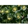 Photo Courtesy of Bailey Nurseries Inc.