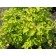 Photo Courtesy of Bailey Nurseries Inc.