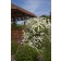 Photo Courtesy of Bailey Nurseries Inc.