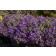 Photo Courtesy of Bailey Nurseries Inc.