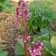 Photo Courtesy of Walter's Gardens, Inc.