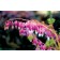 Photo Courtesy of TERRA NOVA® Nurseries, Inc.