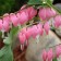 Photo Courtesy of Walter's Gardens, Inc.