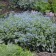 Photo Courtesy of Walter's Gardens, Inc.