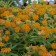 Photo Courtesy of Walter's Gardens, Inc.