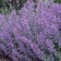 Photo Courtesy of Walter's Gardens, Inc.