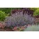 Photo Courtesy of Bailey Nurseries Inc.