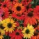 Photo Courtesy of Walter's Gardens, Inc.