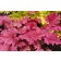 Photo Courtesy of TERRA NOVA® Nurseries, Inc.