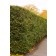 Photo Courtesy of Bailey Nurseries Inc.
