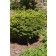 Photo Courtesy of Bailey Nurseries Inc