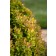 Photo Courtesy of Bailey Nurseries Inc.