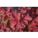 Photo Courtesy of Bailey Nurseries Inc.