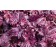 Photo Courtesy of TERRA NOVA® Nurseries, Inc.