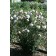 Photo Courtesy of Bailey Nurseries Inc.