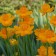Photo Courtesy of Walter's Gardens, Inc.