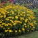 Photo Courtesy of Walter's Gardens, Inc.