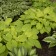 Photo Courtesy of Walter's Gardens, Inc.