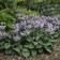Photo Courtesy of Walter's Gardens, Inc.