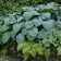 Photo Courtesy of Walter's Gardens, Inc.