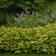 Photo Courtesy of Walter's Gardens, Inc.