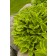 Photo Courtesy of Bailey Nurseries Inc.
