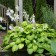 Photo Courtesy of Walter's Gardens, Inc.