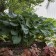 Photo Courtesy of Walter's Gardens, Inc.
