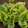 Photo Courtesy of Walter's Gardens, Inc.