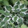 Photo Courtesy of Walter's Gardens, Inc.