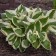 Photo Courtesy of Walter's Gardens, Inc.